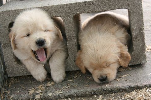 sleepy-animals-17