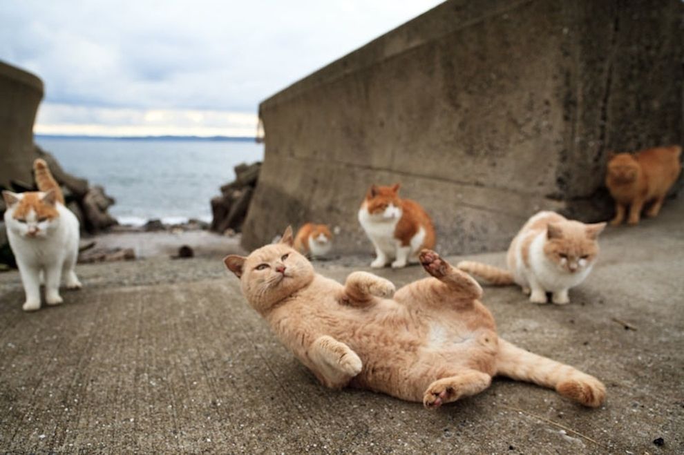 相島 Or 藍島の猫たち 高画質 リトルトリップ