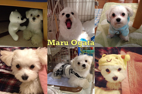 enhanced-buzz-wide-12873-1359012706-6