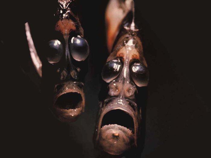 深海魚 リトルトリップ