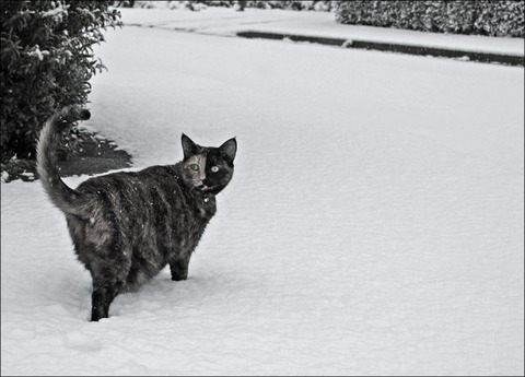 cats_have_snow_days_too_640_03