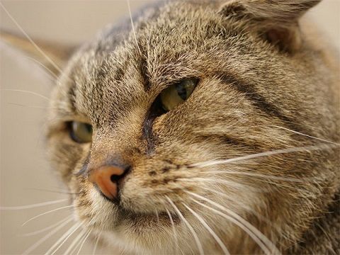 にゃんこですもの 可愛い顔意外の顔もあるのよ こんな邪悪な顔もするのよ リトルトリップ にゃんこですもの 可愛い顔意外の顔もあるのよ こんな邪悪な顔もするのよ リトルトリップ