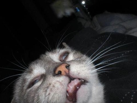 awesome-animals-pets-0