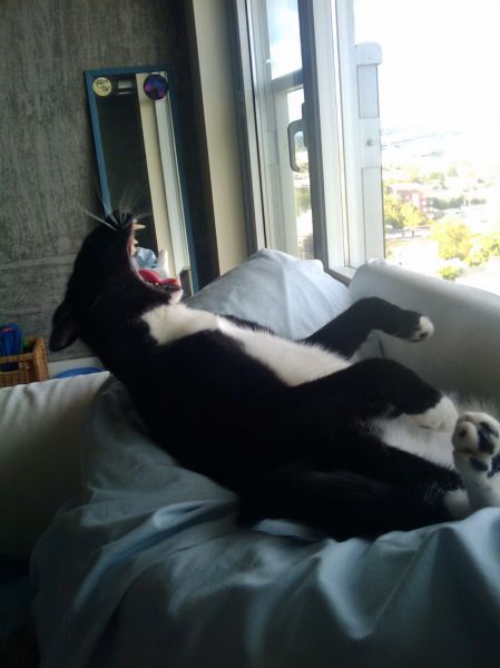 these_funny_animals_1225_640_19