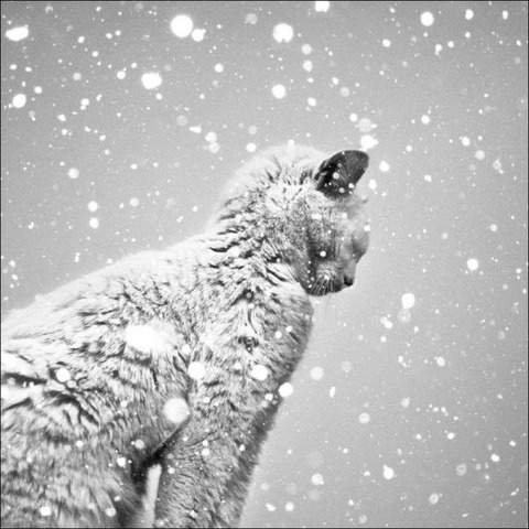 cats_have_snow_days_too_640_31