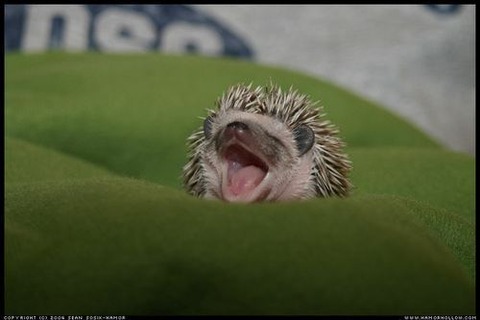 sleepy-animals-11