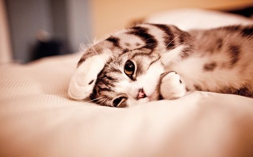 お疲れ様です カワイイ動物癒され画像をどうぞー リトルトリップ お疲れ様です カワイイ動物癒され画像をどうぞー リトルトリップ