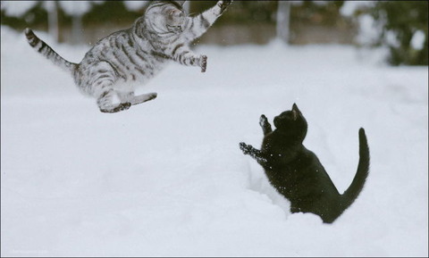 cats_have_snow_days_too_640_24