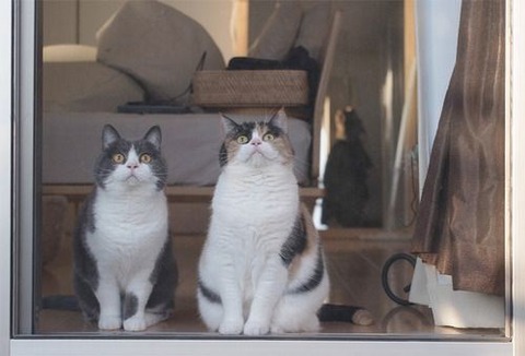 cat-saturday-184