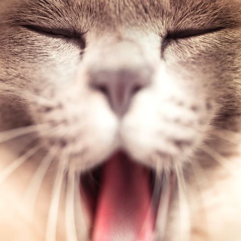 sleepy-animals-23