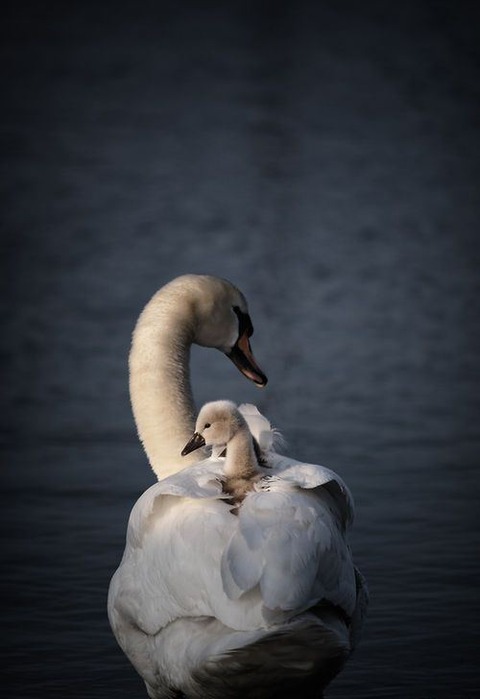 animal-mama-7