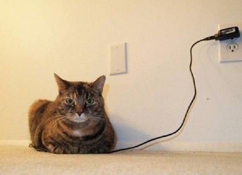 cat-saturday-216