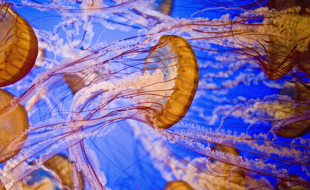 美しいクラゲを見ながら まったりしようよ 高画質 リトルトリップ