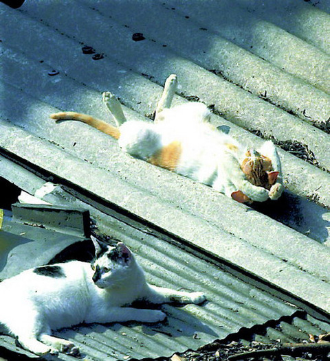 sleep-cat-2