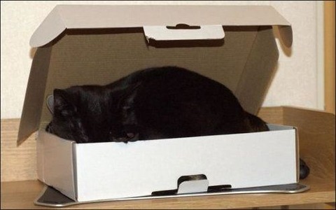 cat-saturday-134