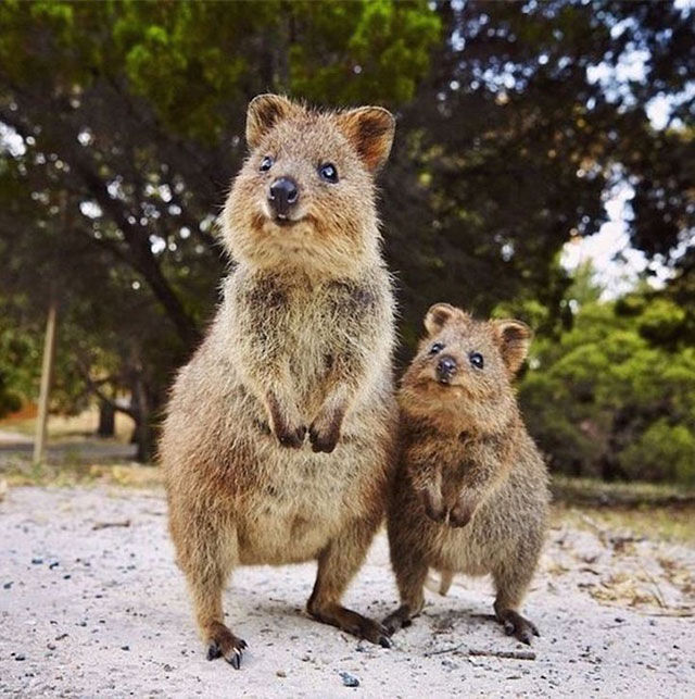 カワイイ動物限定 そっくし親子祭り 30 Photos リトルトリップ