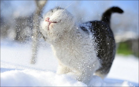 cats_have_snow_days_too_640_30