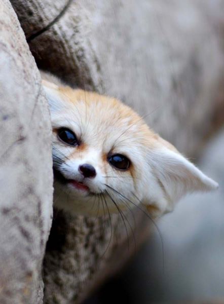 a-these_funny_animals_1225_640_49