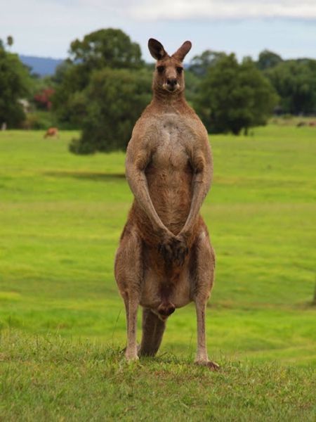 kangaroos_are_tougher_than_you_640_05