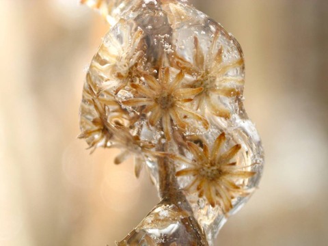 plants frozen in ice storm 1