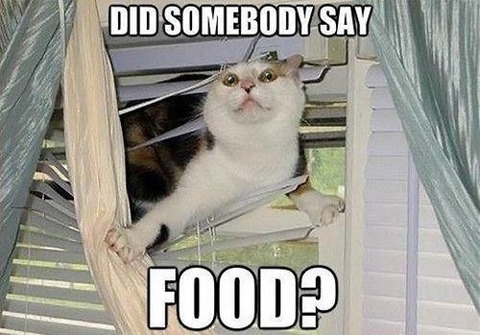 cat-saturday-44