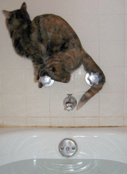 cat-saturday-64