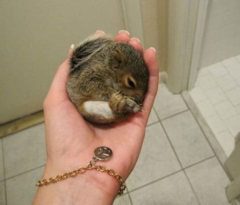 ちっちゃくてちっちゃい動物の赤ちゃんはかわいい 25 Photos リトルトリップ ちっちゃくてちっちゃい動物の赤ちゃんはかわいい 25 Photos リトルトリップ