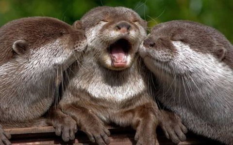 sleepy-animals-5