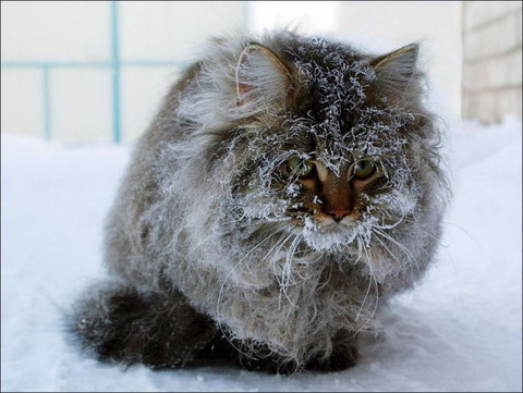 cats_have_snow_days_too_640_32