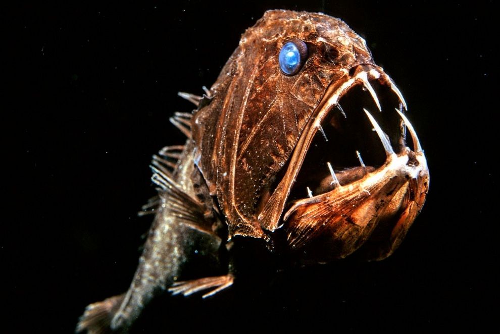 怖いお姿で 涼しくなっちゃうわぁ 深海魚カタログ 高画質 リトルトリップ