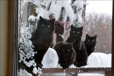 cats_have_snow_days_too_640_26