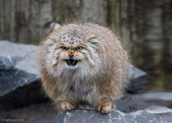 威嚇するお顔もかわいすぎ 猫界一のまんまるにゃんこ マヌルネコ さん リトルトリップ