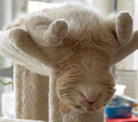 sleep-cat-9