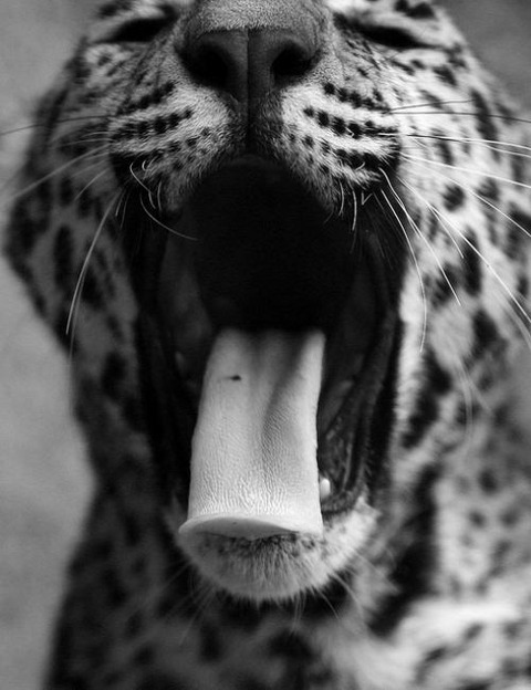 sleepy-animals-24