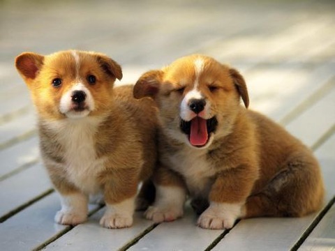 sleepy-animals-15