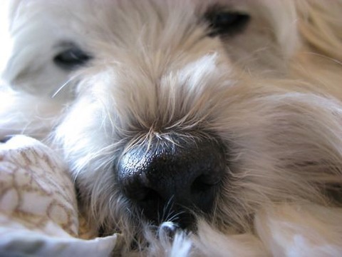 sleepy-animals-0