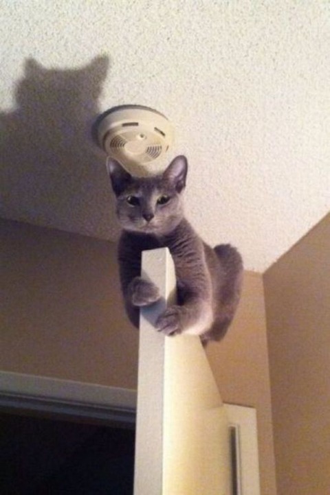 cat-saturday-174