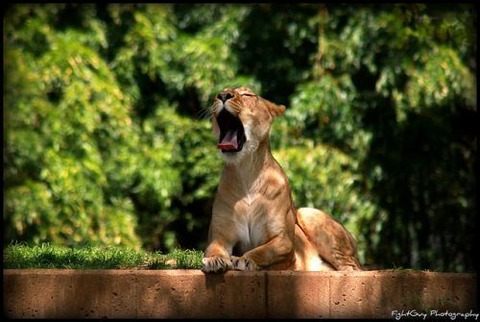 sleepy-animals-14