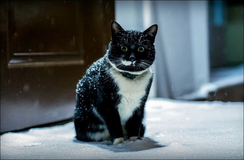 cats_have_snow_days_too_640_27