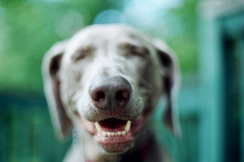 sleepy-animals-9