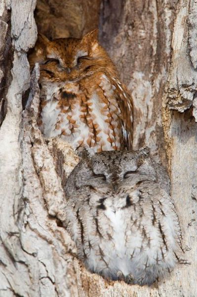 owl-4