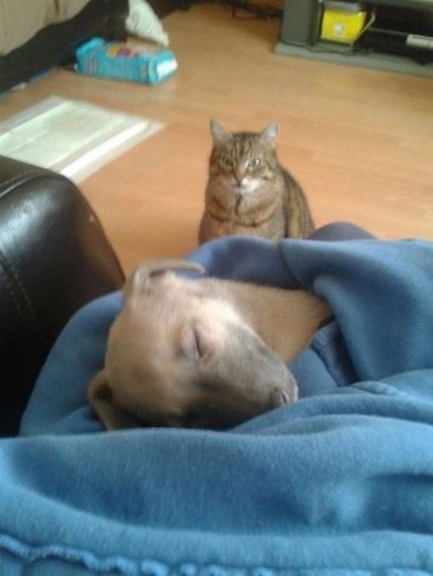 cat-saturday-117
