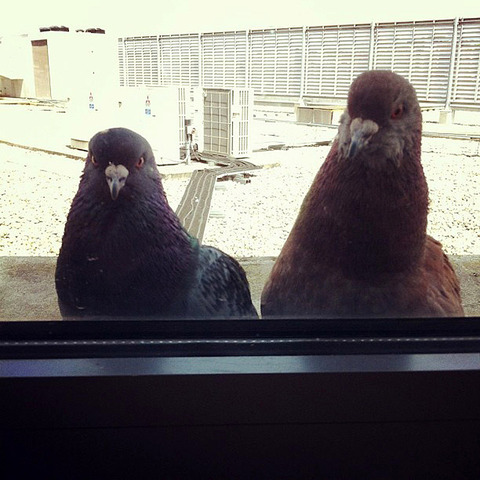 Pigeons01