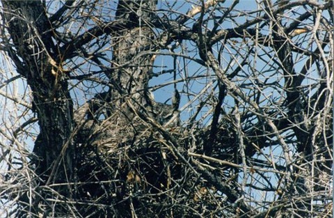 owl-5