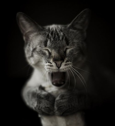sleepy-animals-12