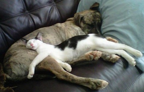 sleep-cat-10