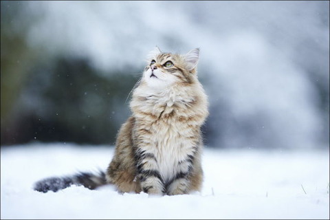 cats_have_snow_days_too_640_10