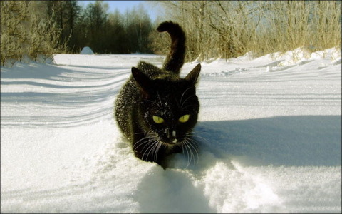 cats_have_snow_days_too_640_11