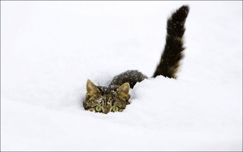 cats_have_snow_days_too_640_29