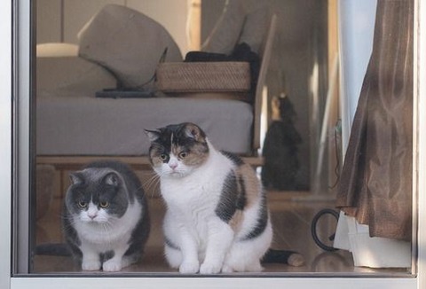 cat-saturday-204